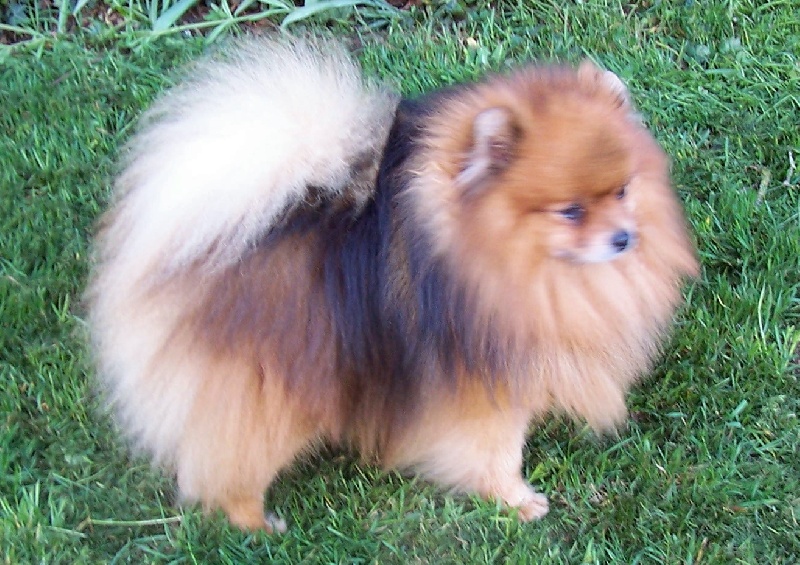 Diabolo des Prairies aux Mille Fleurs